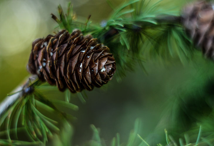 Dreaming of a green Christmas?
