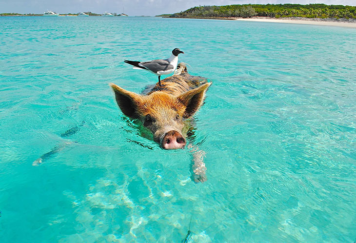 pig swimming in the bahamas to represent smart seo strategy