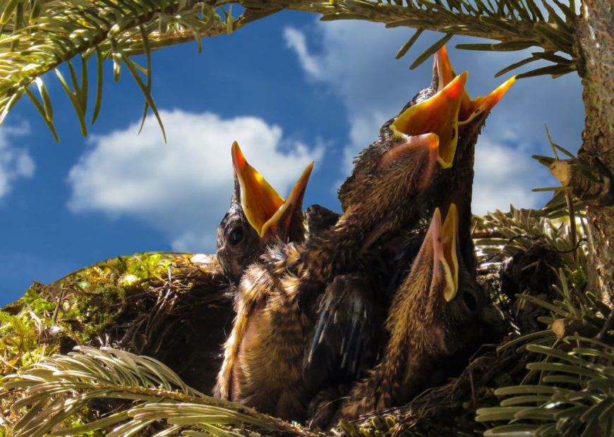 Baby birds begging for attention