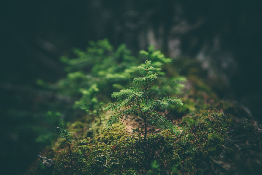 A baby pine tree growing in a forest.